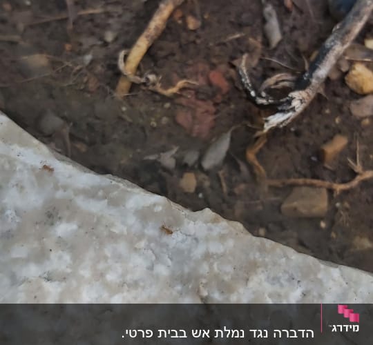 נמלה קטנה על אבן ליד אדמה וענפים